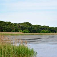 Il Verde Dietro il Mare