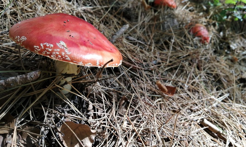 Amanita muscaria