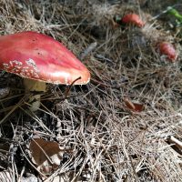 Amanita muscaria