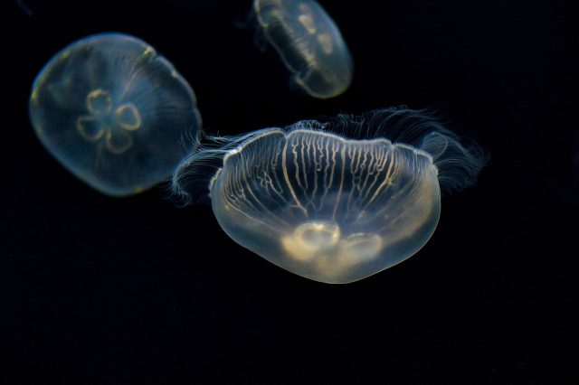 Le Meduse del Mediterraneo