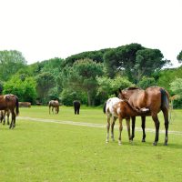 Cavalli pineta San Vitale