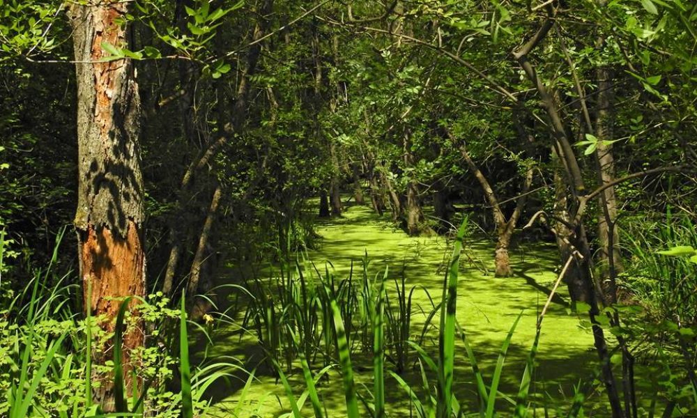 Foresta Allagata Punte Alberete