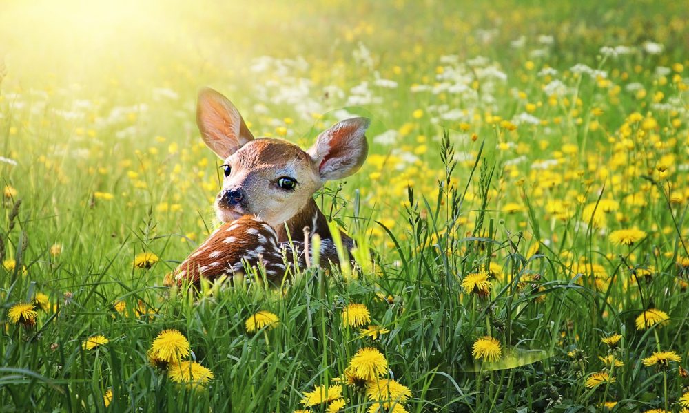 CERVO, DAINO O CAPRIOLO?  PERCHE’ E’ VIETATO TOCCARE I CUCCIOLI?