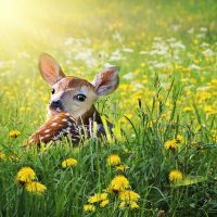 CERVO, DAINO O CAPRIOLO?  PERCHE’ E’ VIETATO TOCCARE I CUCCIOLI?