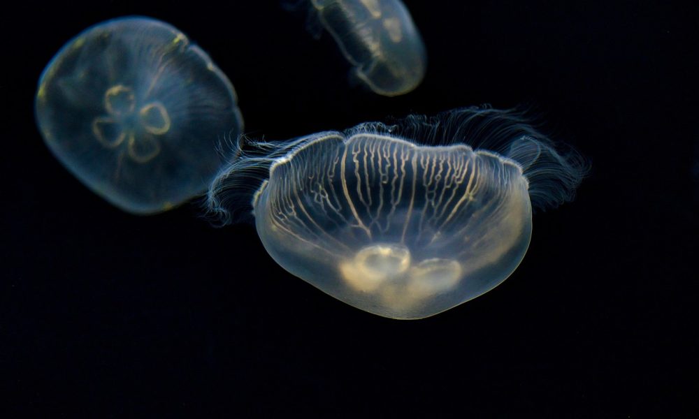 Le Meduse del Mediterraneo