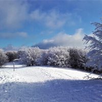 Neve crinale