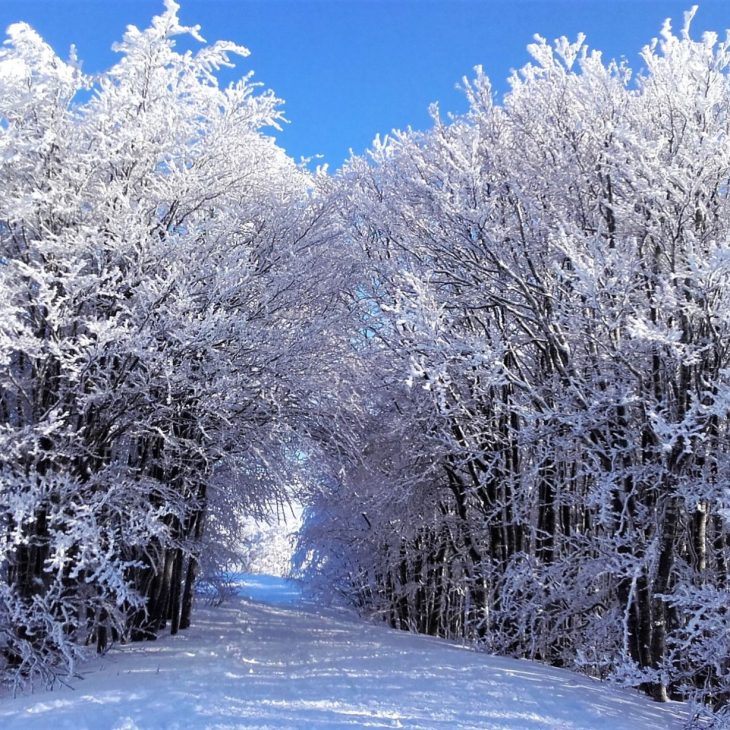 DOMENICA MATTINA IN CIASPOLE-Domenica 29 Gennaio