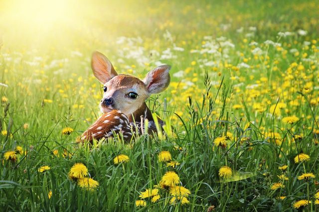 CERVO, DAINO O CAPRIOLO?  PERCHE&#8217; E&#8217; VIETATO TOCCARE I CUCCIOLI?