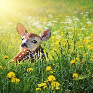 CERVO, DAINO O CAPRIOLO?  PERCHE’ E’ VIETATO TOCCARE I CUCCIOLI?