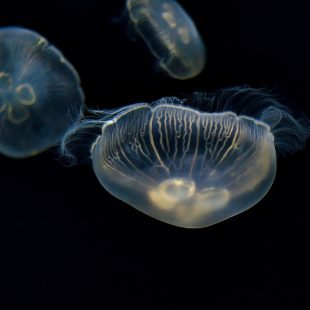 Le Meduse del Mediterraneo