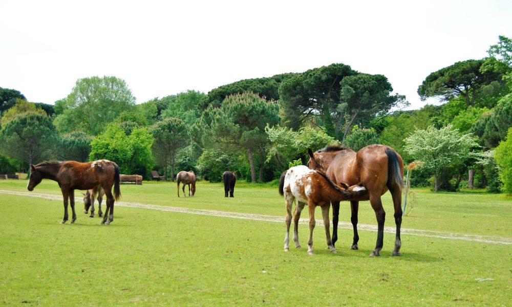 Cavalli pineta San Vitale