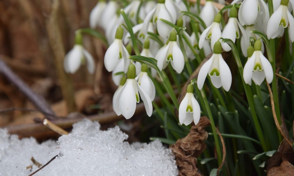 IL BOSCO INVERNALE