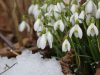 IL BOSCO INVERNALE