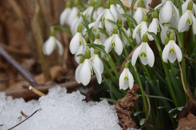 IL BOSCO INVERNALE